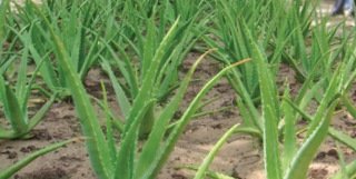 Profit-in-Aloe-Vera-Cultivation